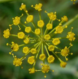  Umbellule